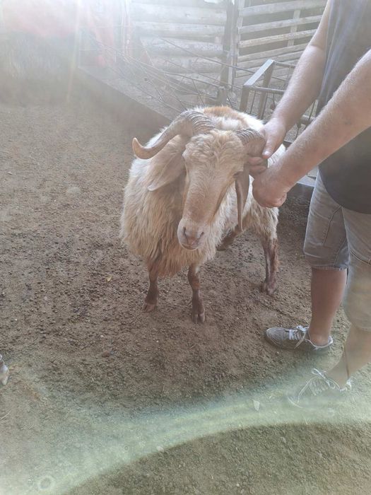 Продавам коч Аваси
