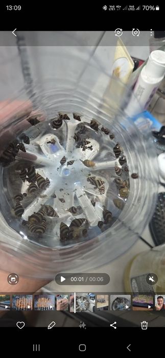 Улитки Хелена для аквариума