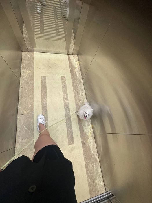 Померанский шпиц