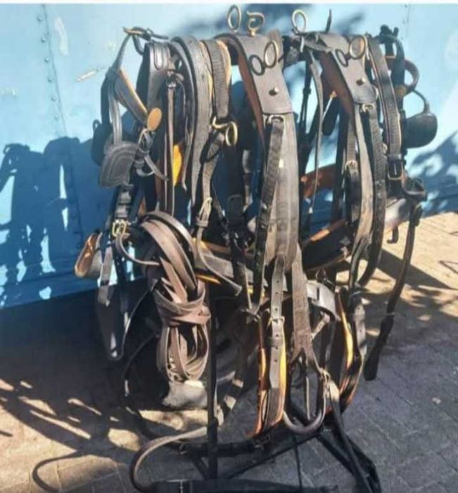 Hamuri maraton trăsura Olanda