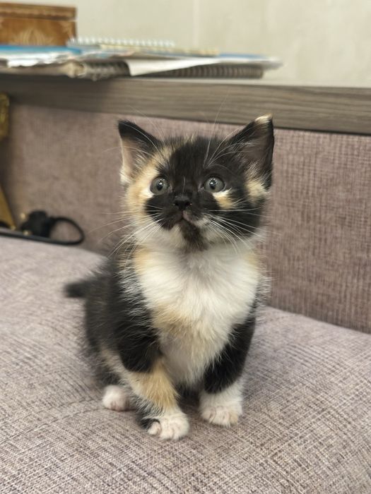 Котята в хорошие руки!