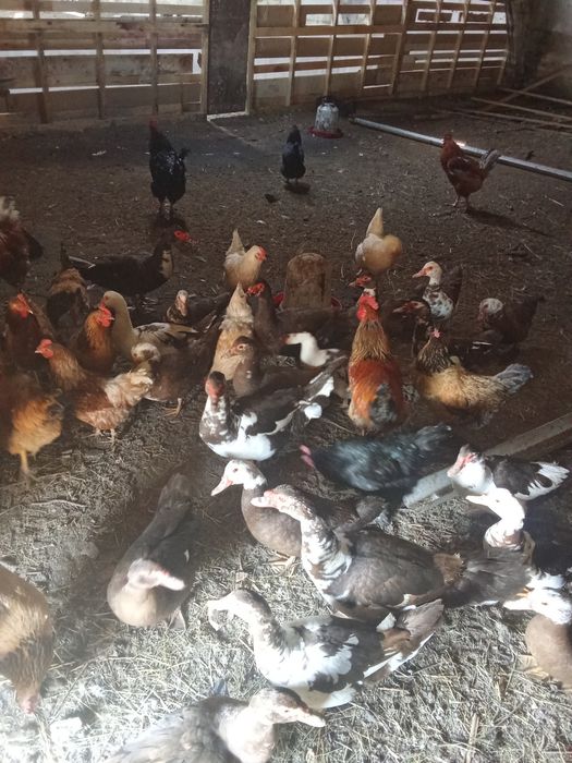 Домашние  куры молодки