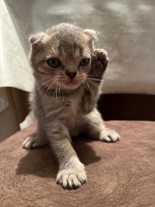 Котята вислоухие