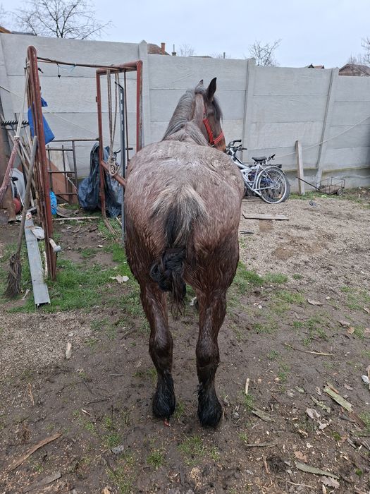 Vand sau schimb cal castrat de 3 ani