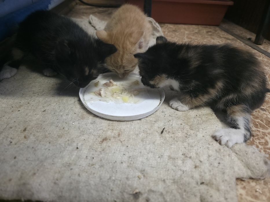Отдам котят девочки.