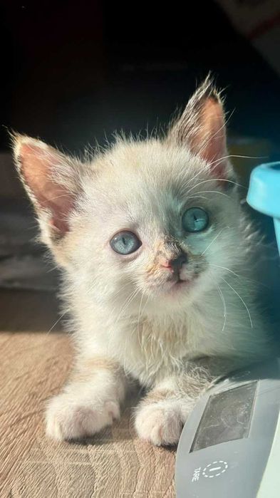 Голубоглазая кошечка 2 месяца