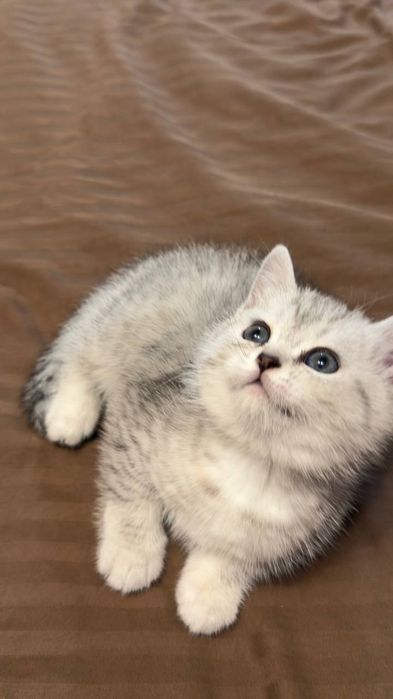 Продаётся котики серебристый Шен шыла