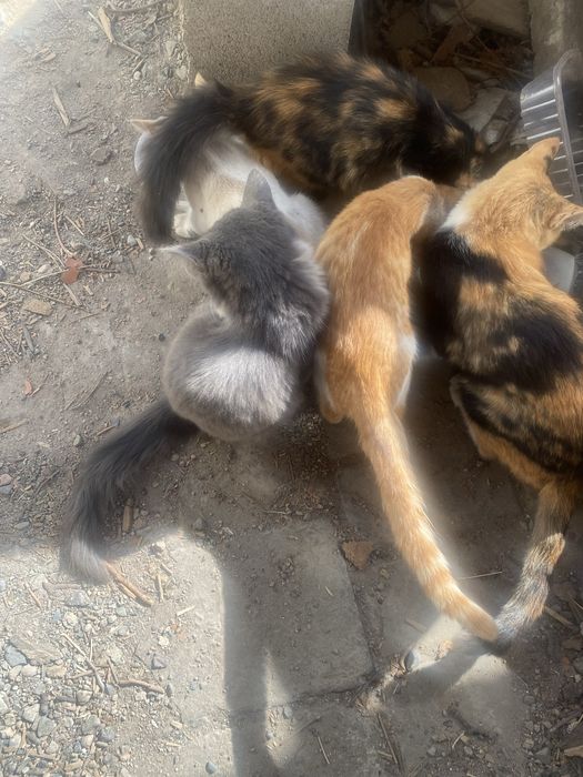Отдам котят бесплатно