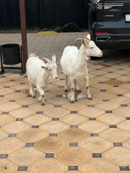 Продам козу с ягненком