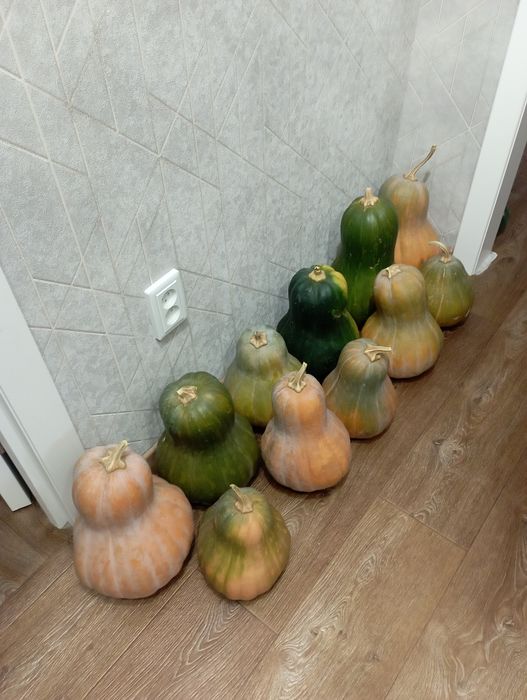 Продам тыкву дачну