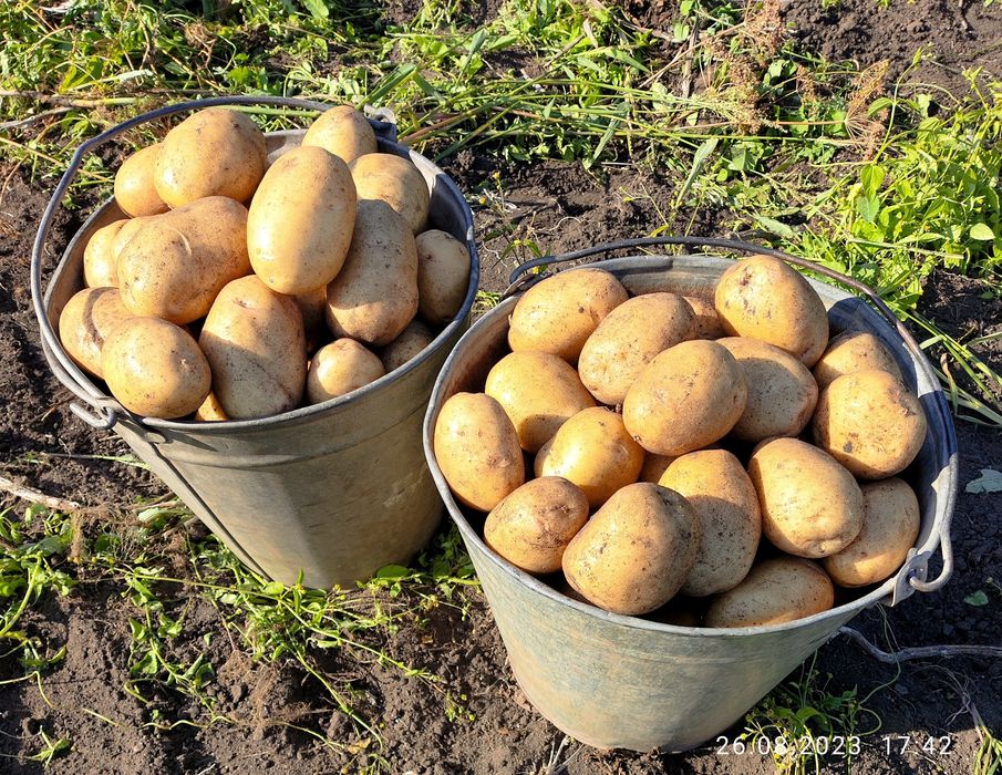 Картофель домашний картошка