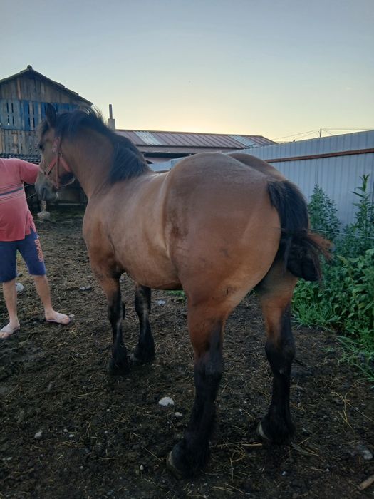 Mînză de 2 ani jumate