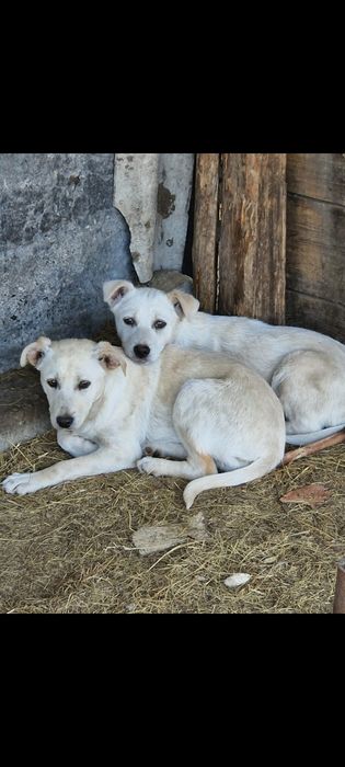 Щенки  бесплатно
