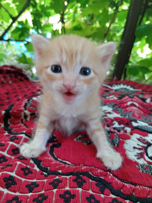 Котятки бесплатно, в добрые руки