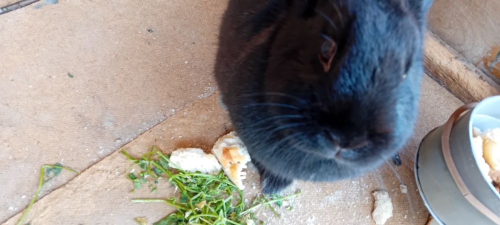 декоративный карликовый кролик