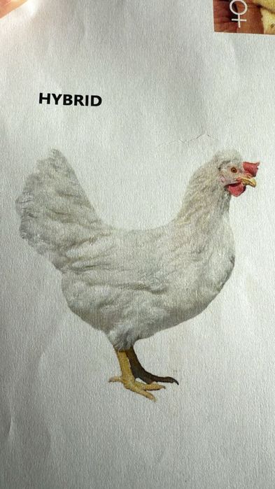 Vând puicuțe ouă verzi