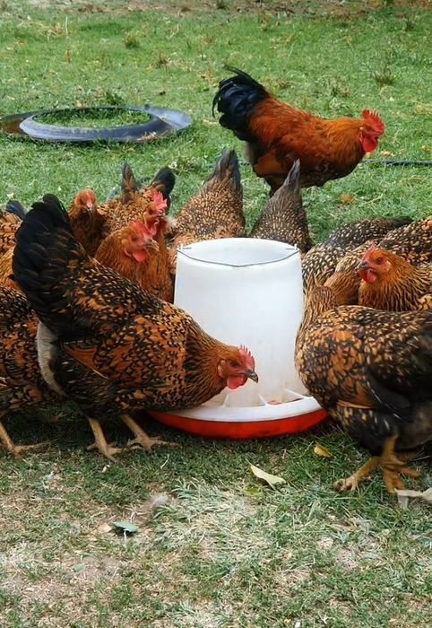 Кучин сицевый жұмыртқасы