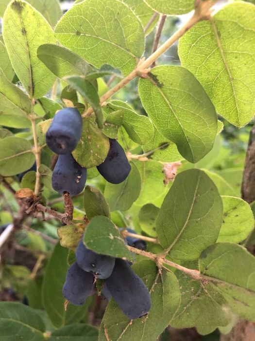 Саженцы Жимолости