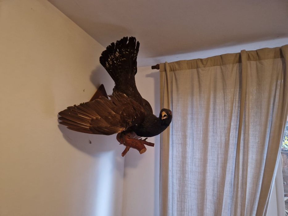 Trofeu cocos de munte