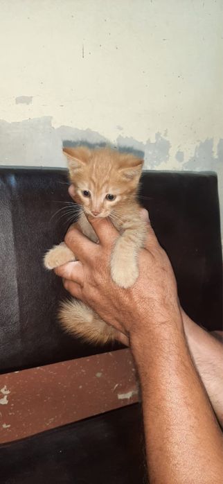 красивые котята в добрые руки