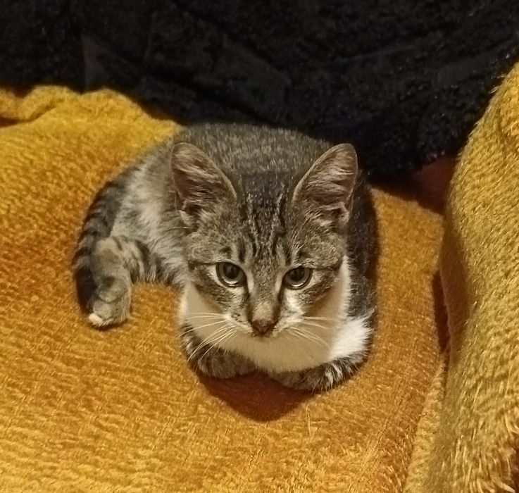 Мъжко коте търси дом