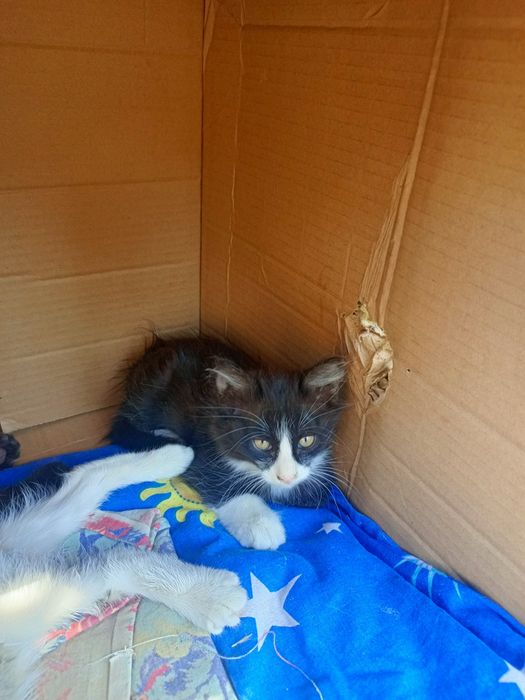 Котята, отдам бесплатно
