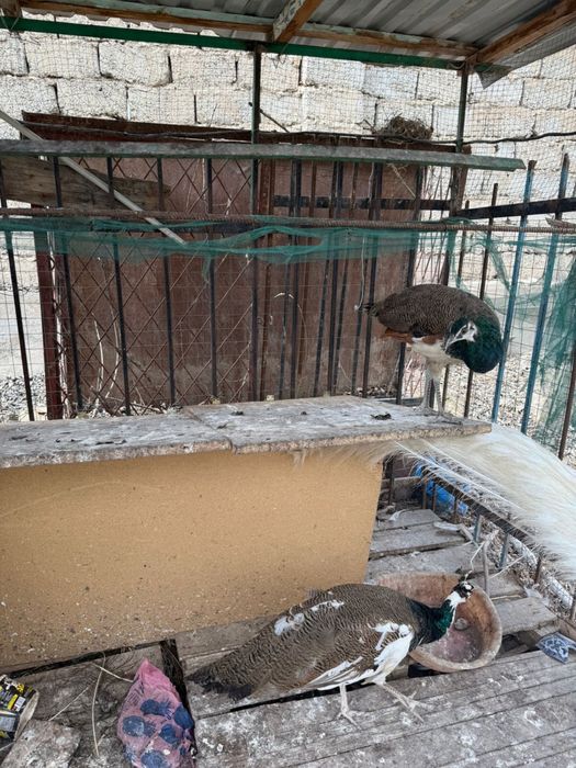 Павлин индийский белый