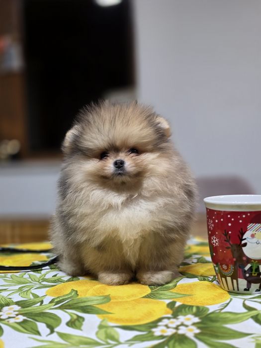 Померанче,мини момченце шоко тан мерле с необходимите ваксини !