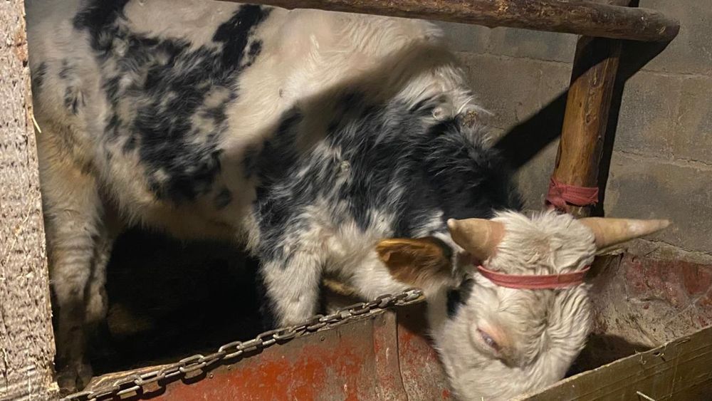 Бука 1,5жасар...