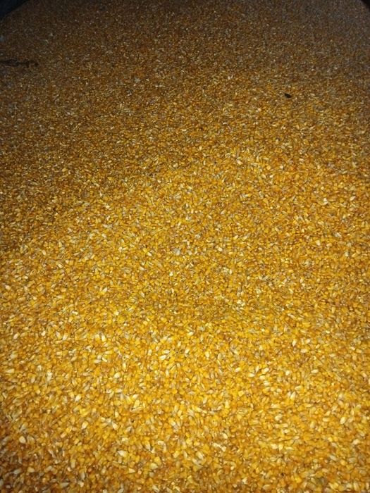 Porumb  boabe cantitate mare