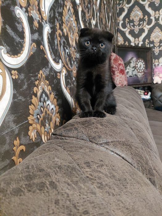 Сотилади скотш фолд вислоухий 2 ойлик лоток билади овкатга кирган .