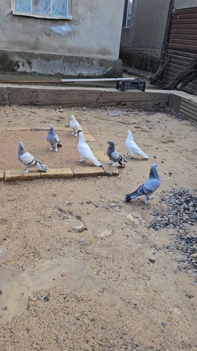 Голуби такла, молодняк