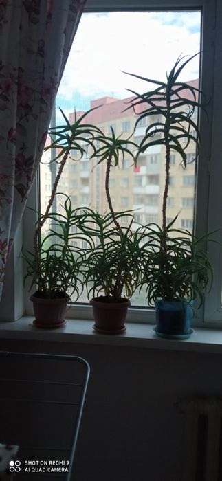 Алое комнатное растение