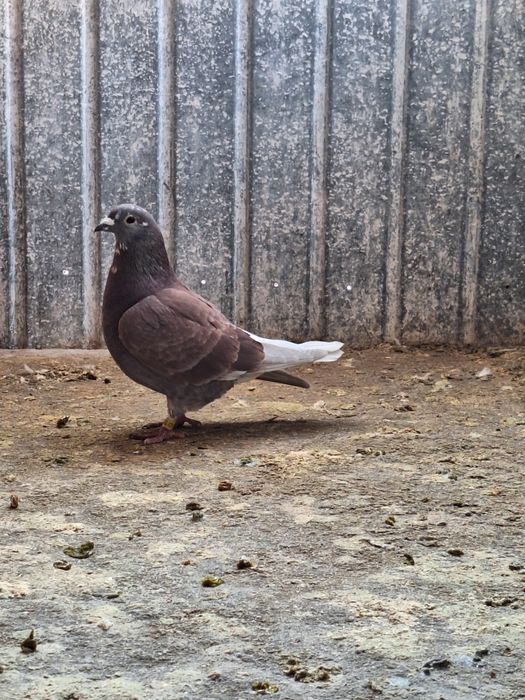 Vând porumbei voiajori și cocoși pitica