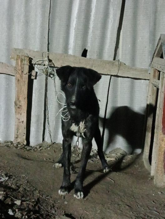 Лайка сатылад аты ақтүс