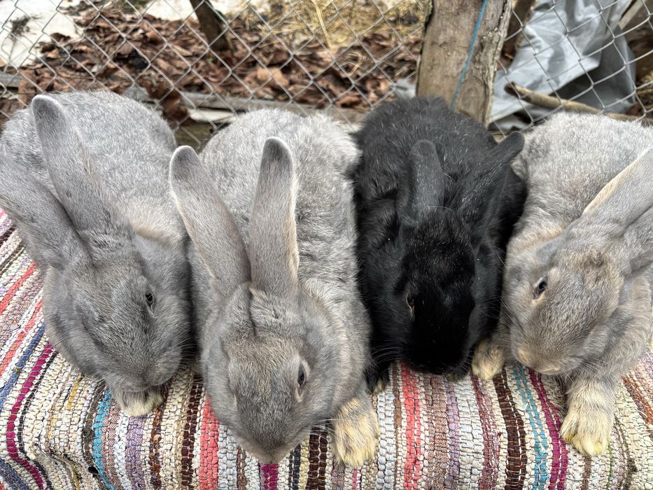 Iepuri hycole francez!