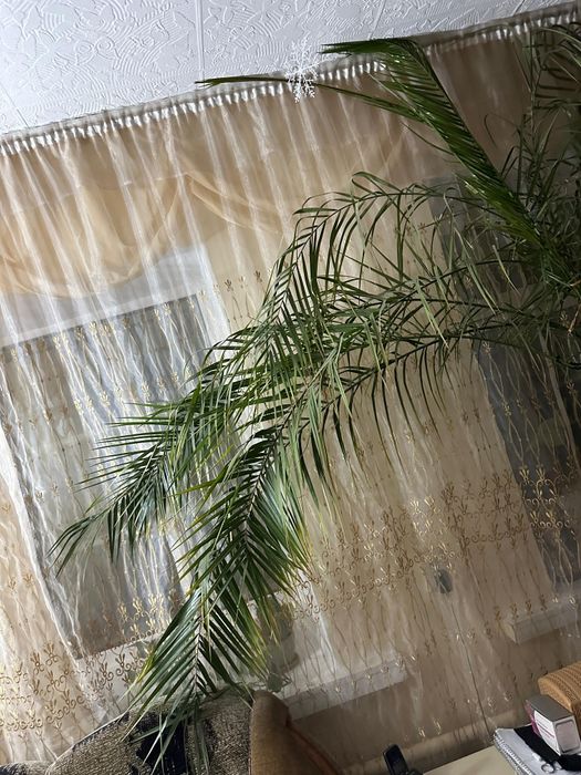 Продам финиковую пальму