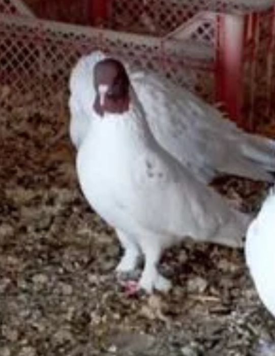 Кептер Құс Голуби