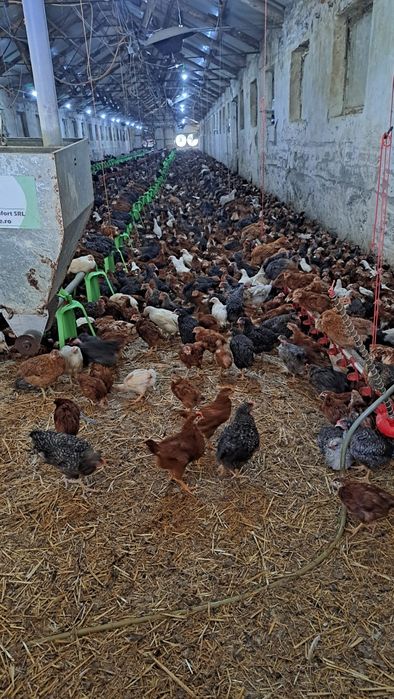 Pui alb de carne  și pui rasă mixtă