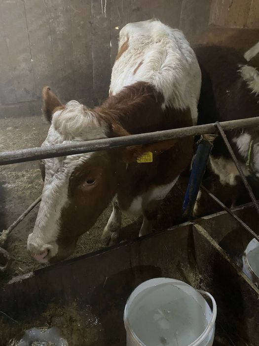 3бас симинтал бар суты