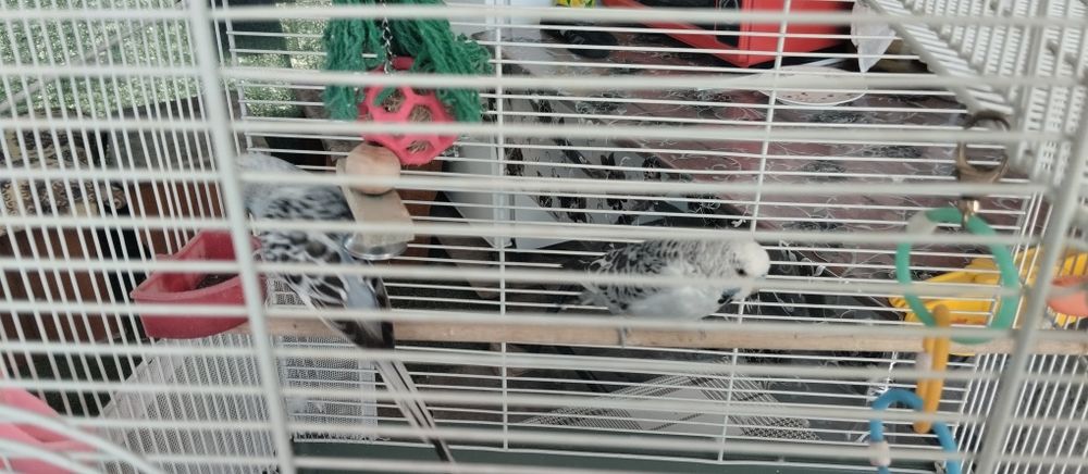 Попугаи похучехи