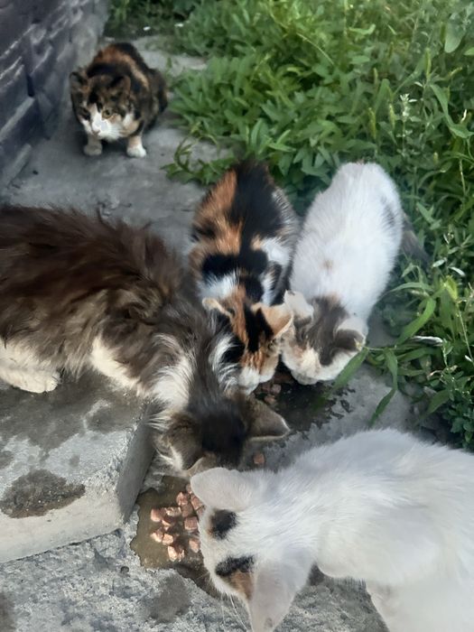 Отдам красивых котят!