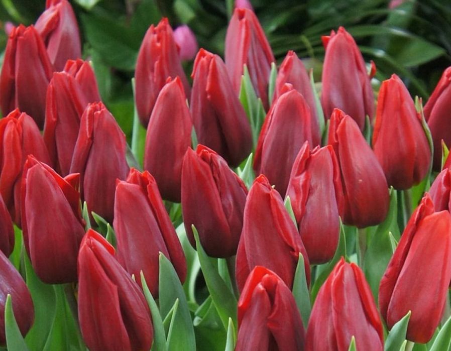 Тюльпаны по 800 тг