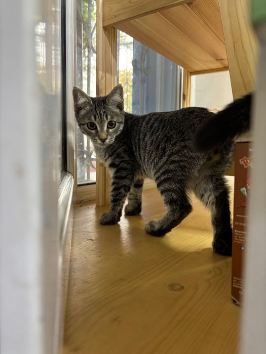 Котенок в добрые руки