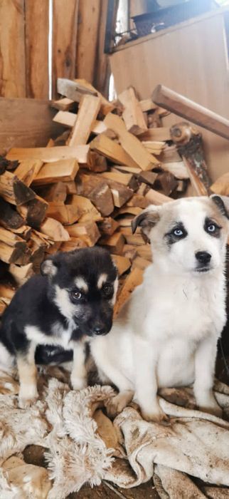 Căței metiș husky