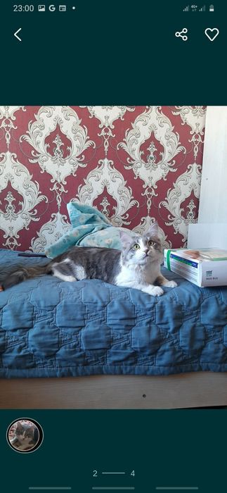 Отдам в добрые руки