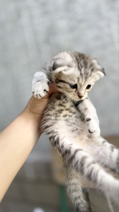 Котята родились 7 апреля