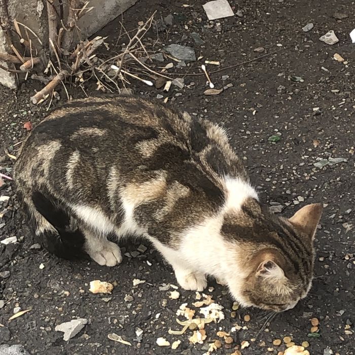 Животные . Кошки.