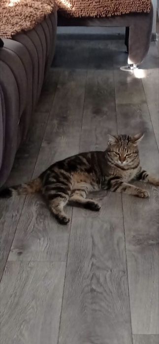 Потерялся кот!!!