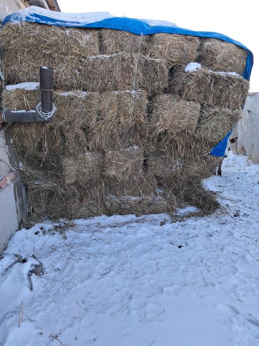 Шөп  сатылады прес.